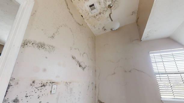 Best Airborne Mold Testing  in Valatie, NY