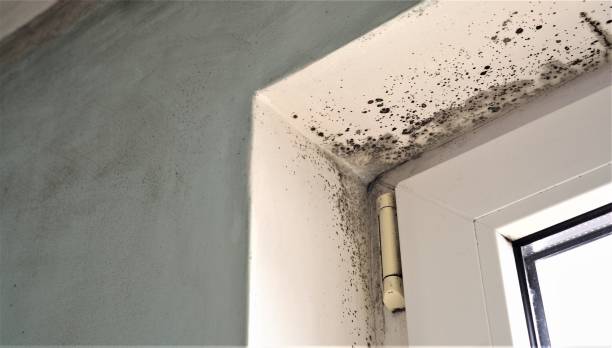 Best Biohazard Mold Removal  in Valatie, NY