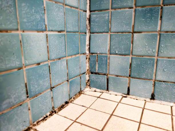 Best Real Estate Mold Inspection  in Valatie, NY