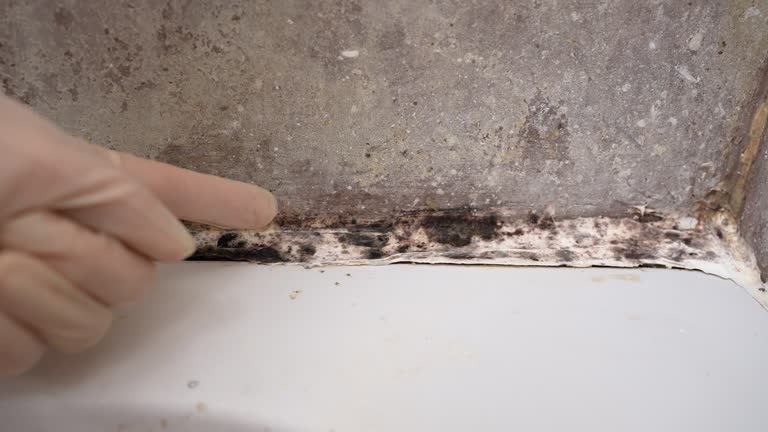 Best Commercial Mold Inspection  in Valatie, NY